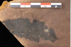 Foto (Detailsansicht) von Quercus zoroastri, Unger (NHMW-GEO-2024-0188-0932)